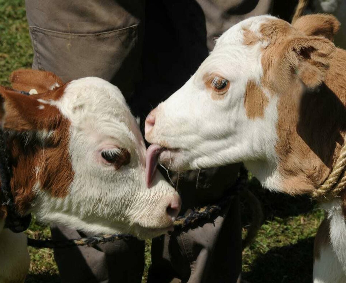 The love between two calves