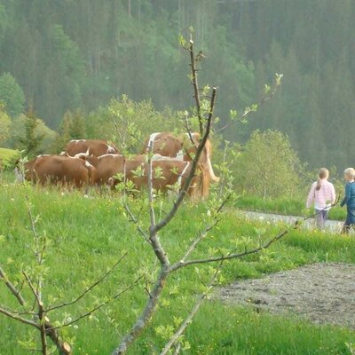 Cows on the pasture