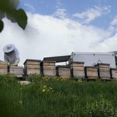 beekeeping