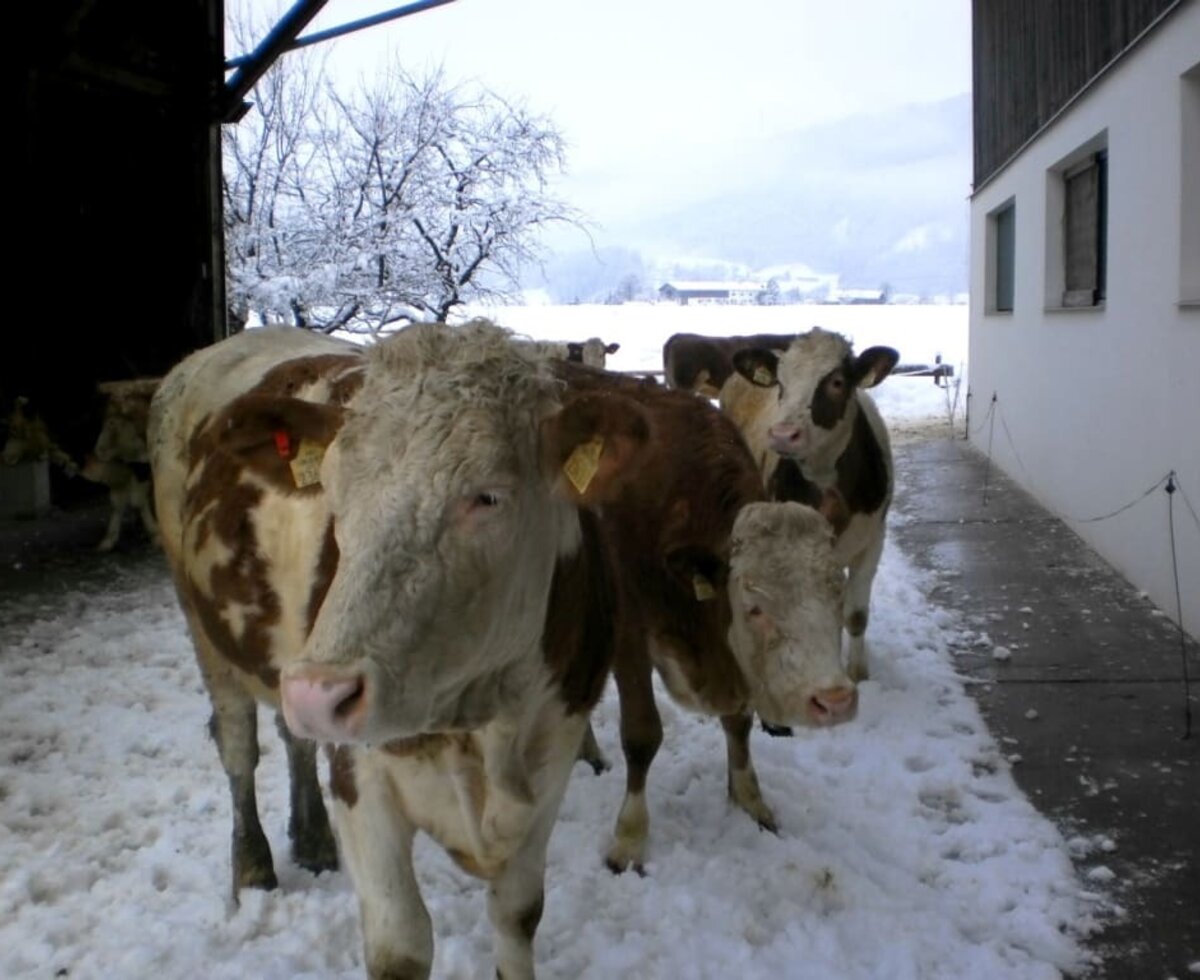 Our cows love snow as well