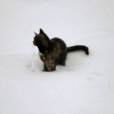 Cat in the snow