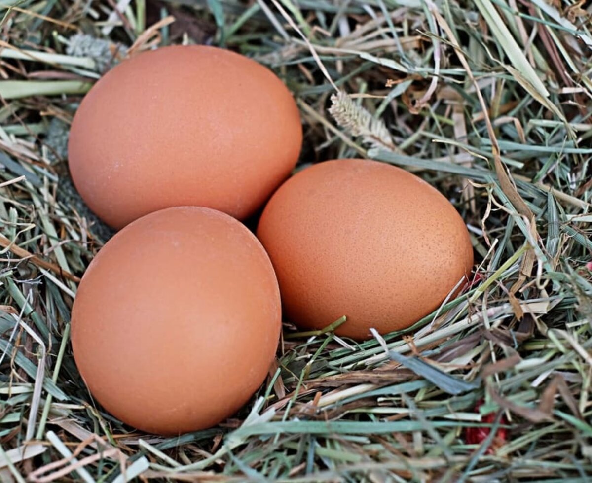 eggs