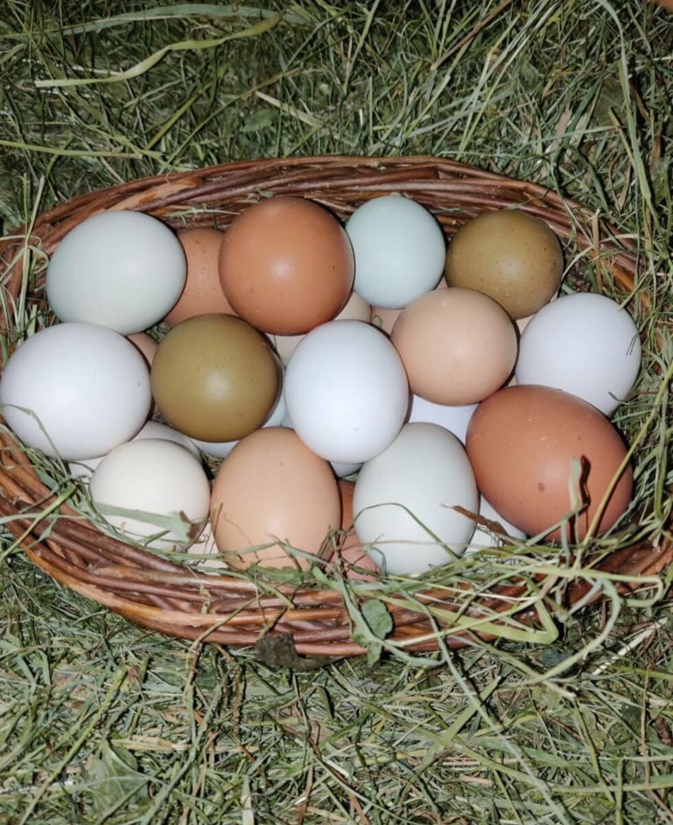 Eggs