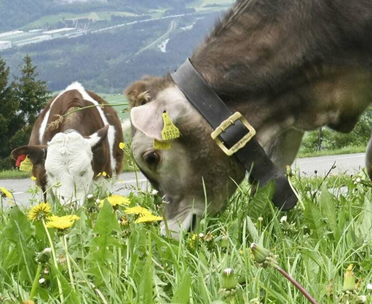 Our cows on the pasture in front of our holiday flats.