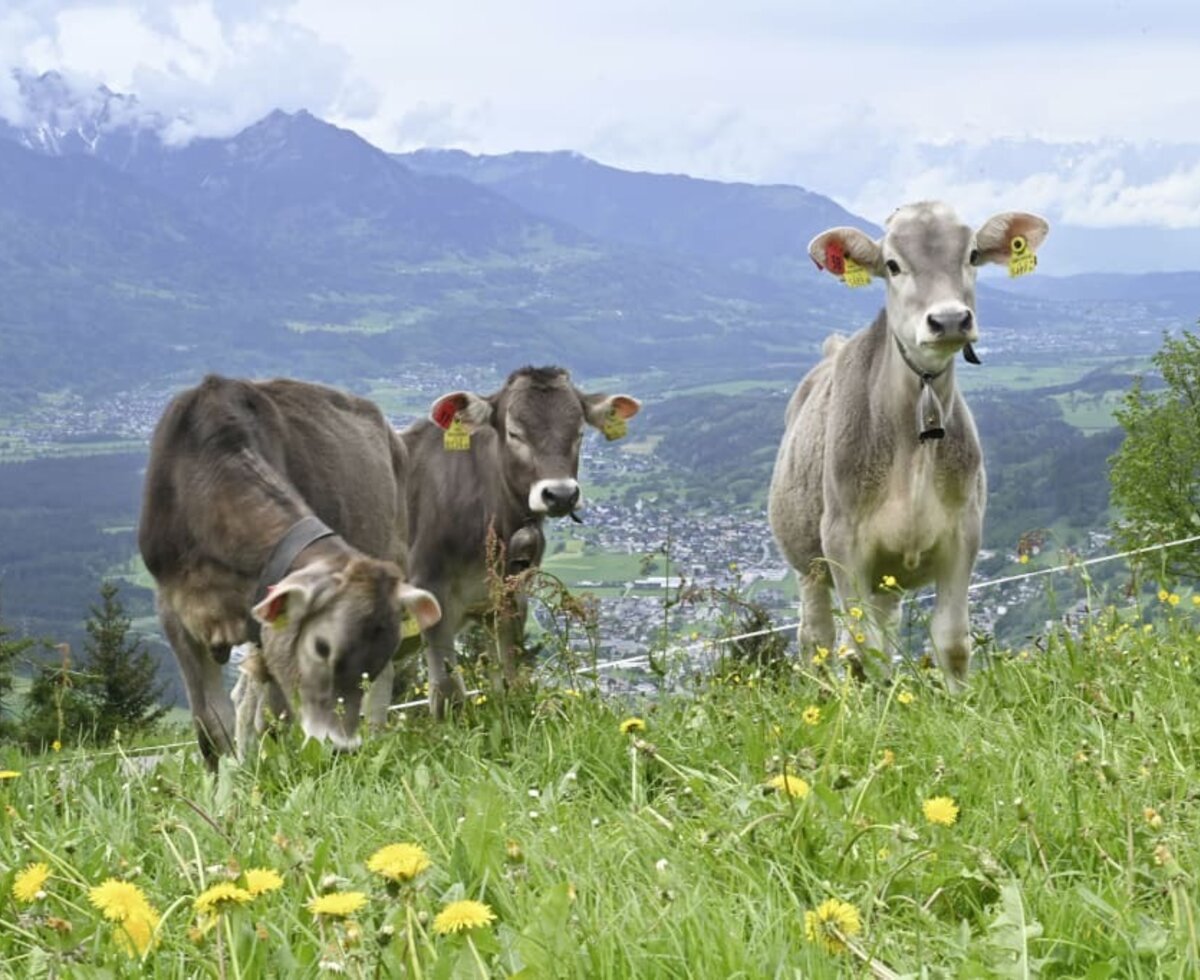 Our cows on the pasture in front of our holiday flats.