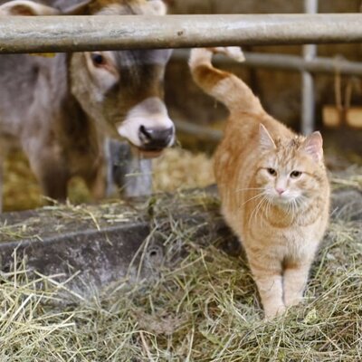 In the barn at Berghof Burtscher with the animals.