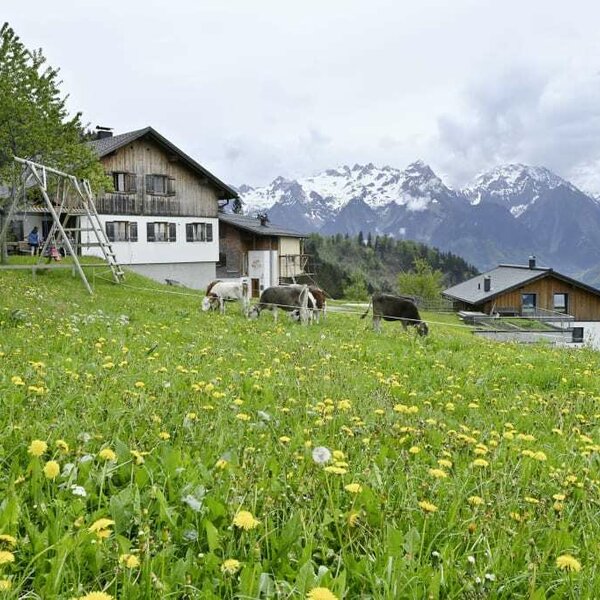 Our farm view at 1200 metres in summer.