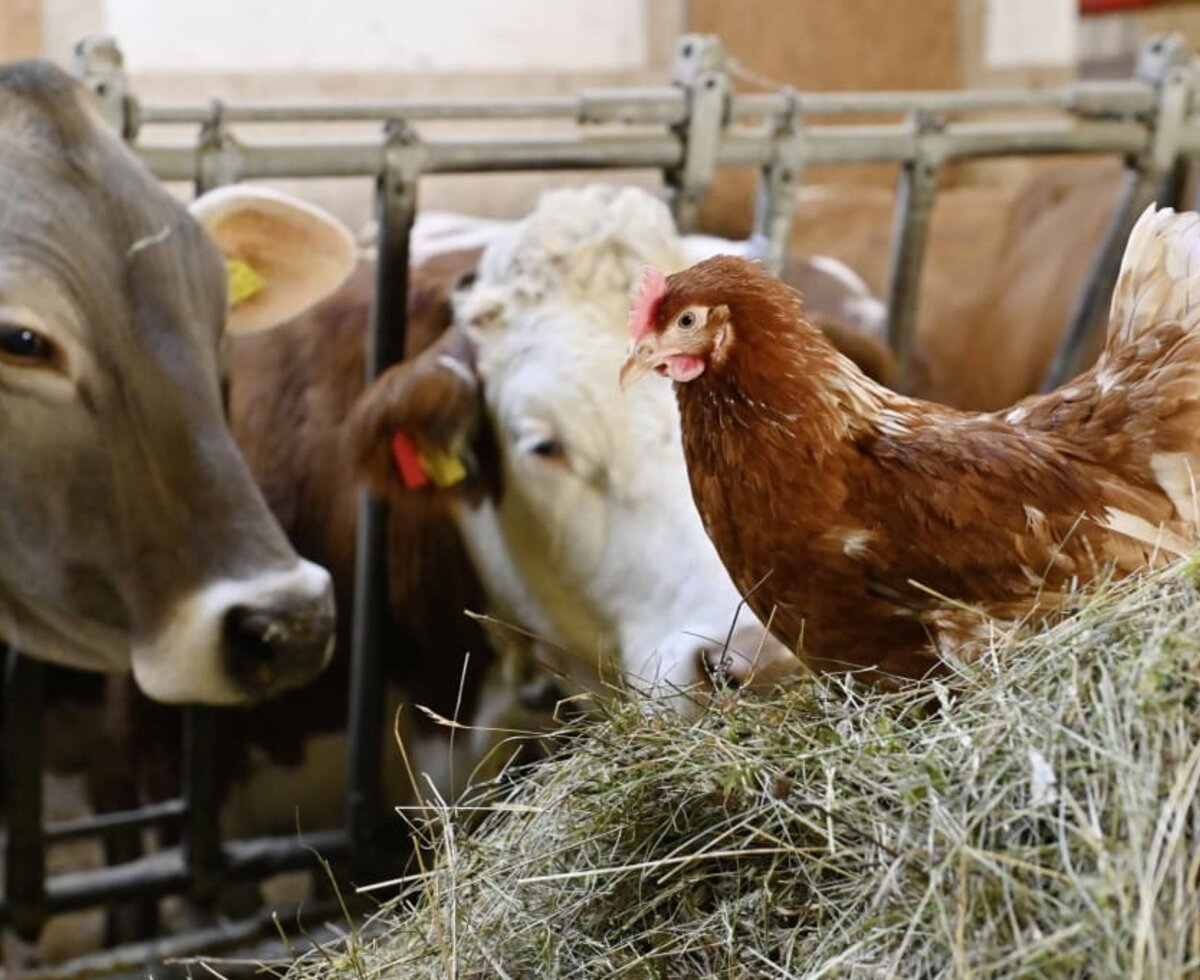 Here you can see our farm cows in the barn, with a few of the farm's own chickens.