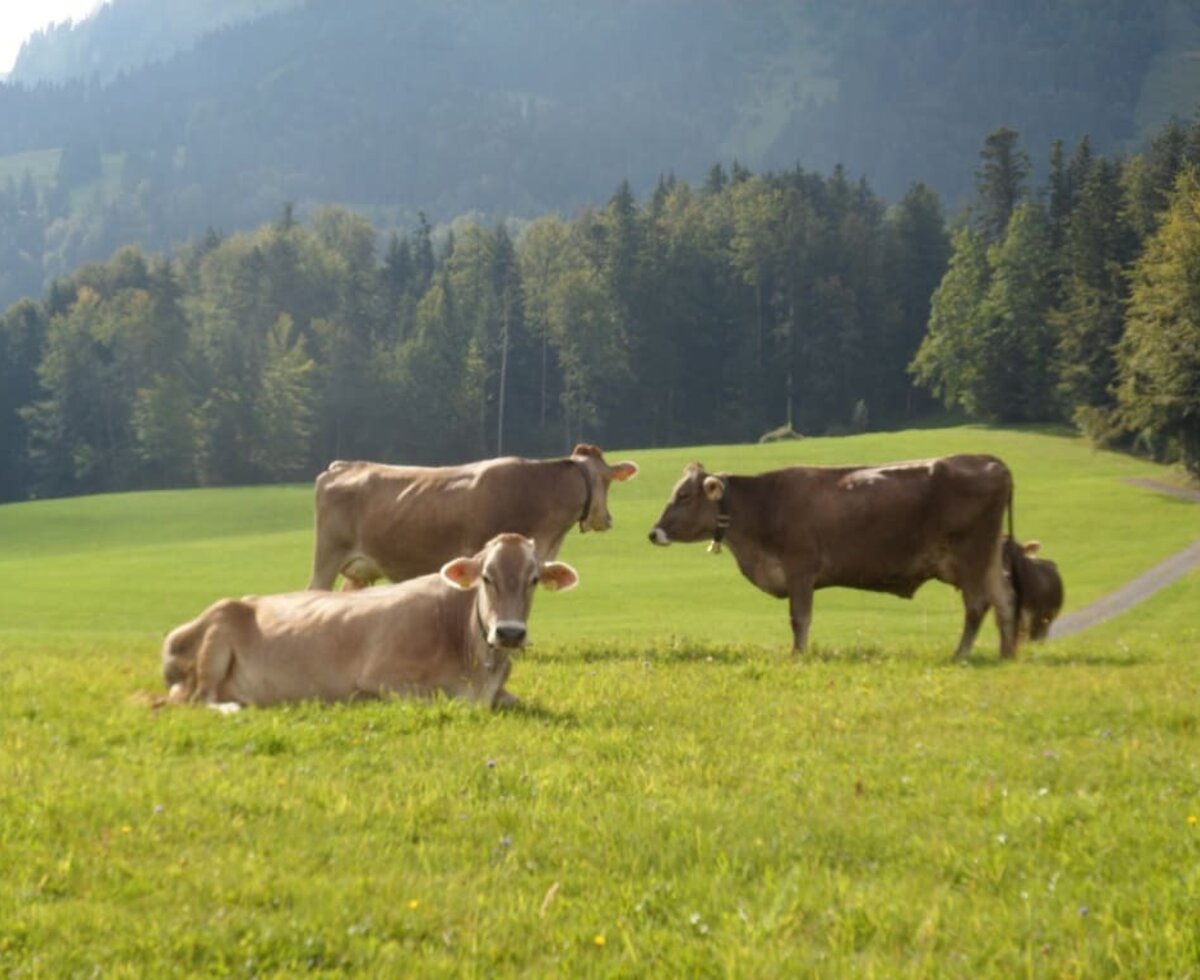 Our cows grazing ...