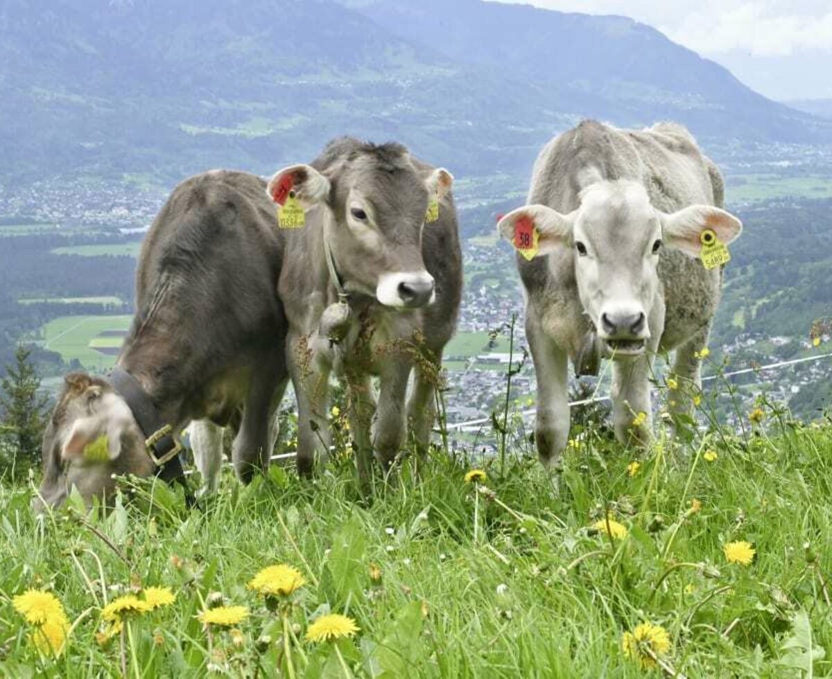 Our cows on the pasture in front of our holiday flats.