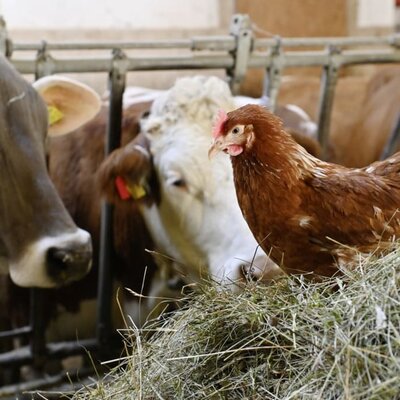 In autumn and winter you can buy alpine cheese from Alpe Steris and delicious fresh milk from our cows directly from the farm at Berghof Burtscher.