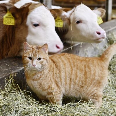 Here you can see our cows and a cat in the barn.