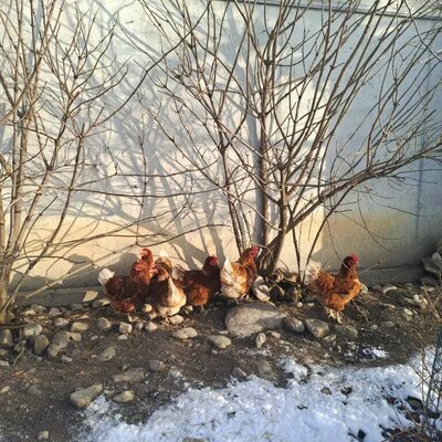 Our organic chickens