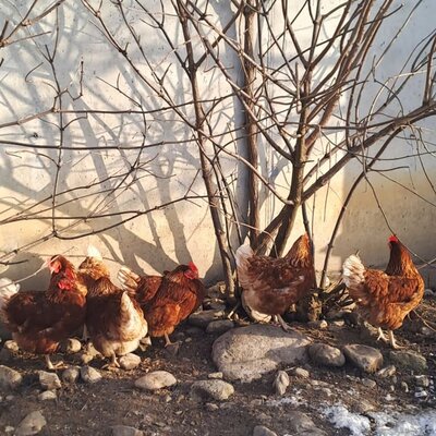 Our organic chickens