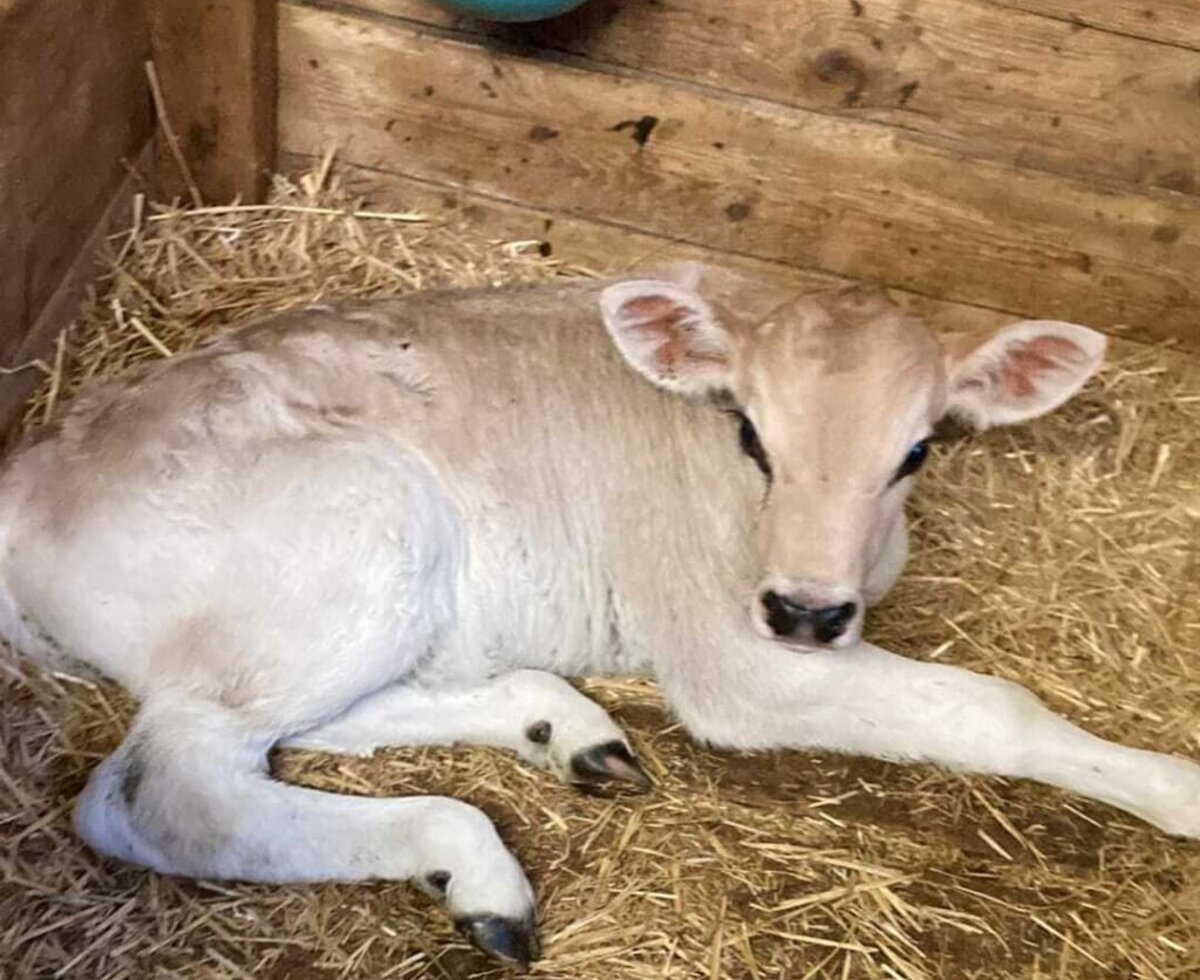 Our little calf