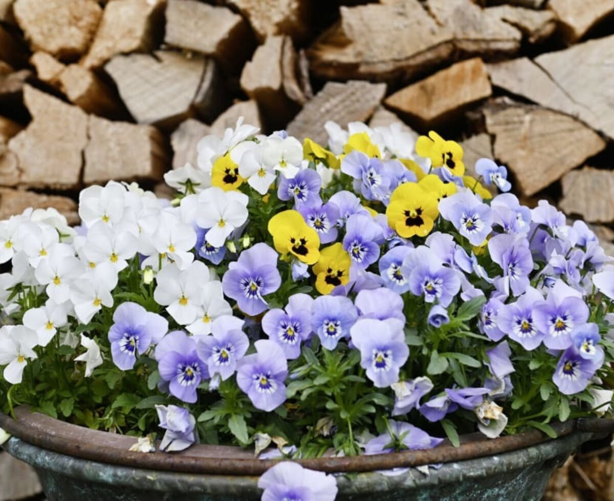 Flowers in the garden