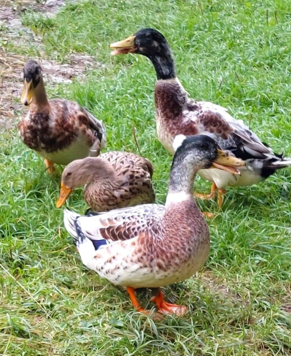 our ducks