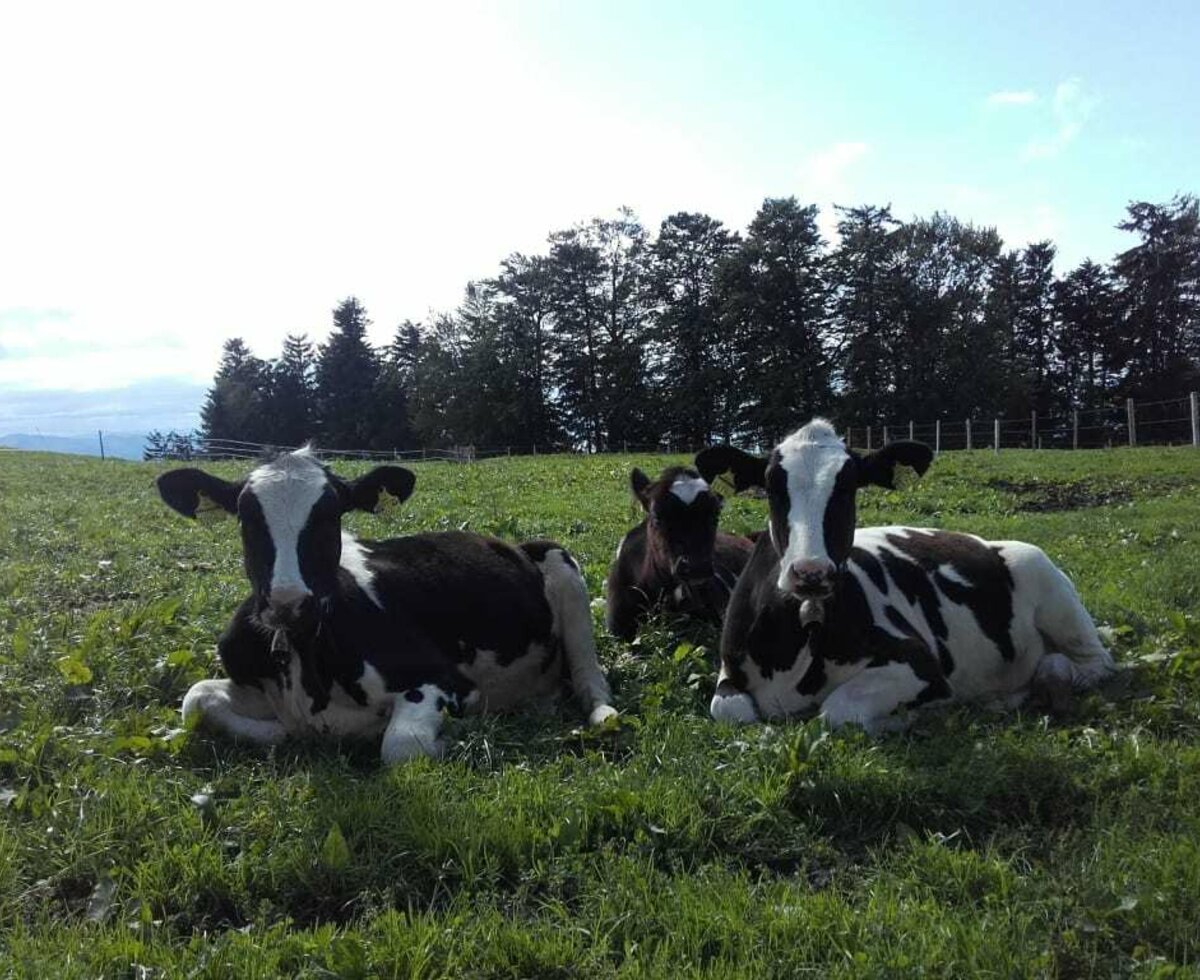 The fresh hay milk from our cows is processed into butter and cheese in two dairies - directly in Eichenberg.