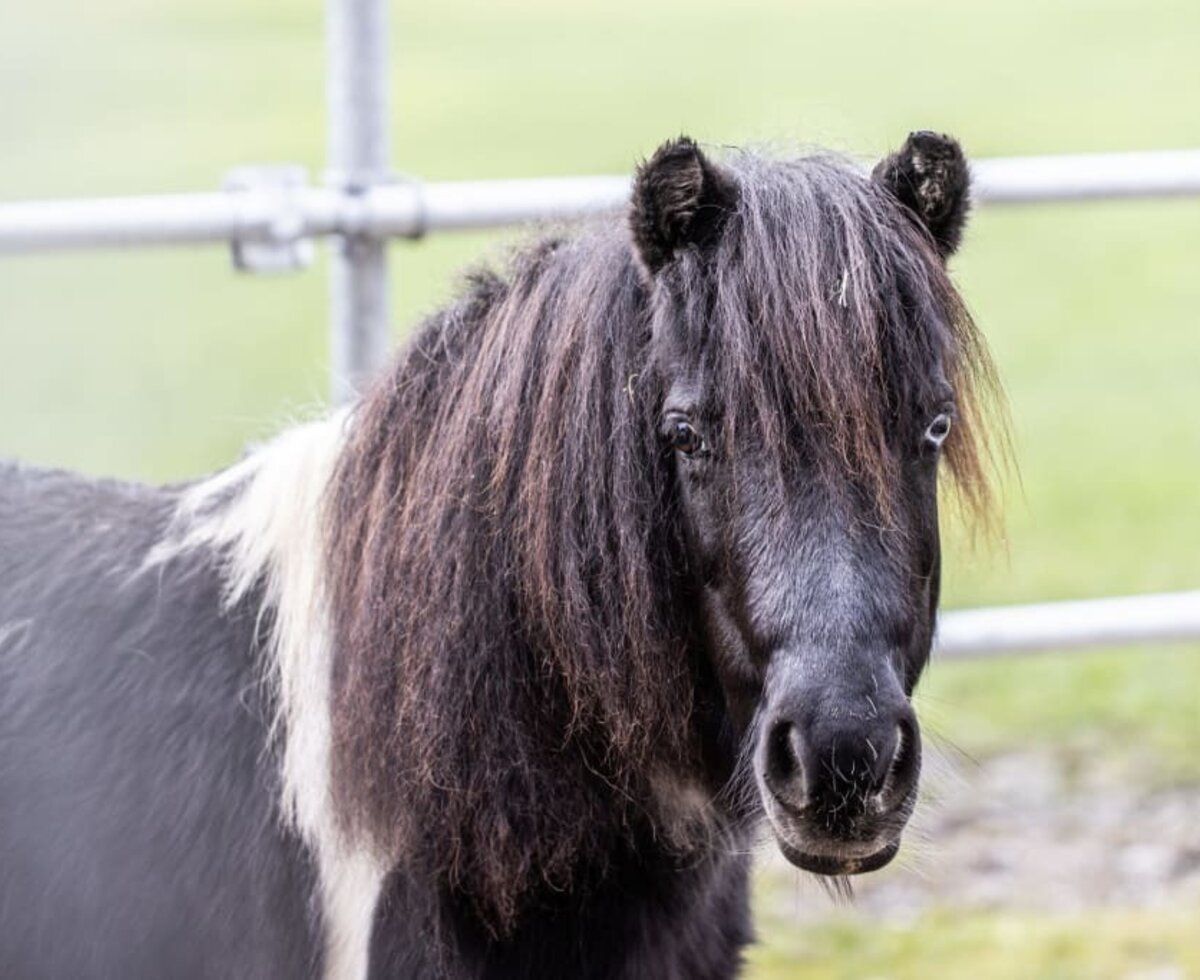 Here you can see our pony Ida.