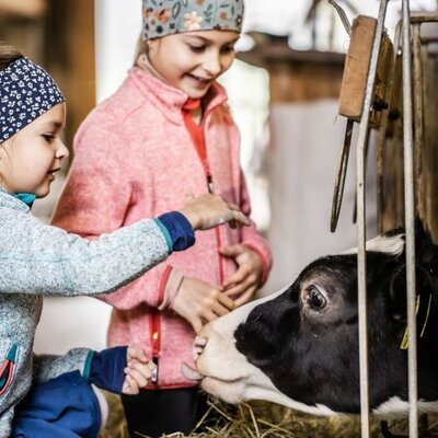 Here a child on holiday can experience what the rough tongue of a cow feels like on the hand.