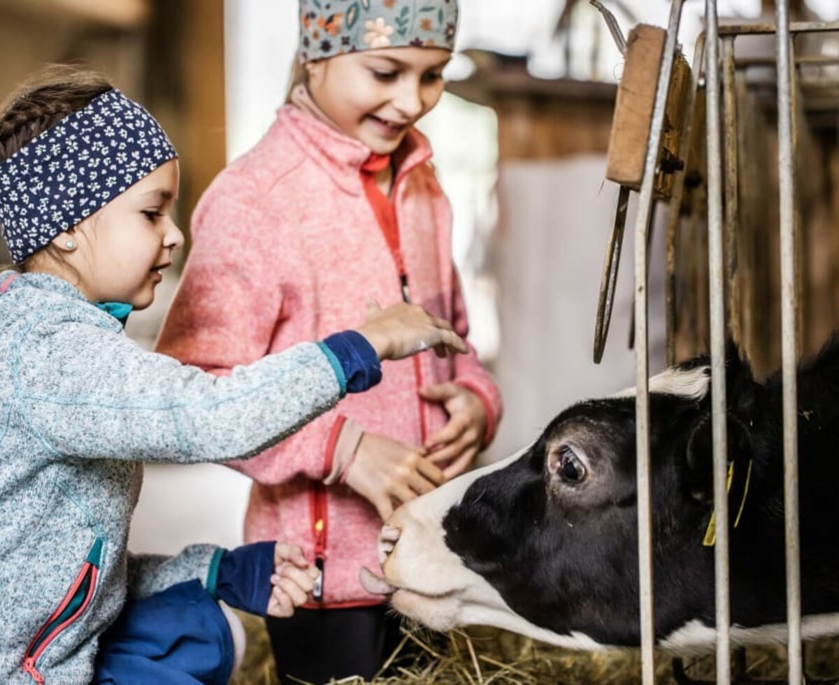 Here a child on holiday can experience what the rough tongue of a cow feels like on the hand.