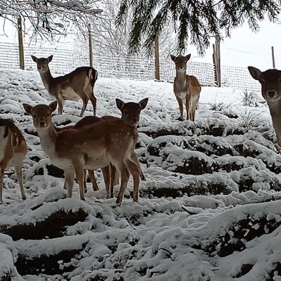 fallow deer