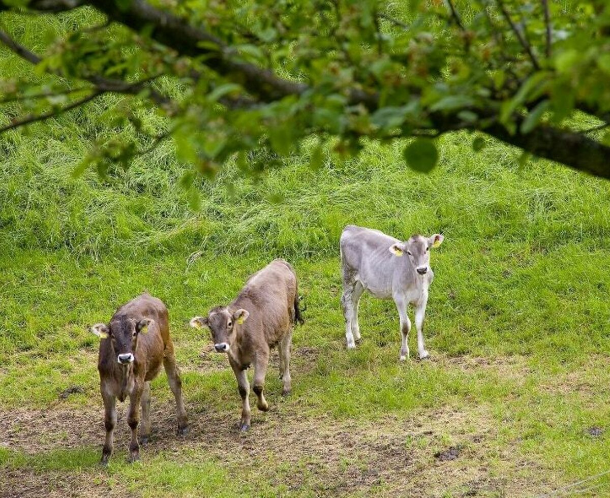 Our calves outdoors