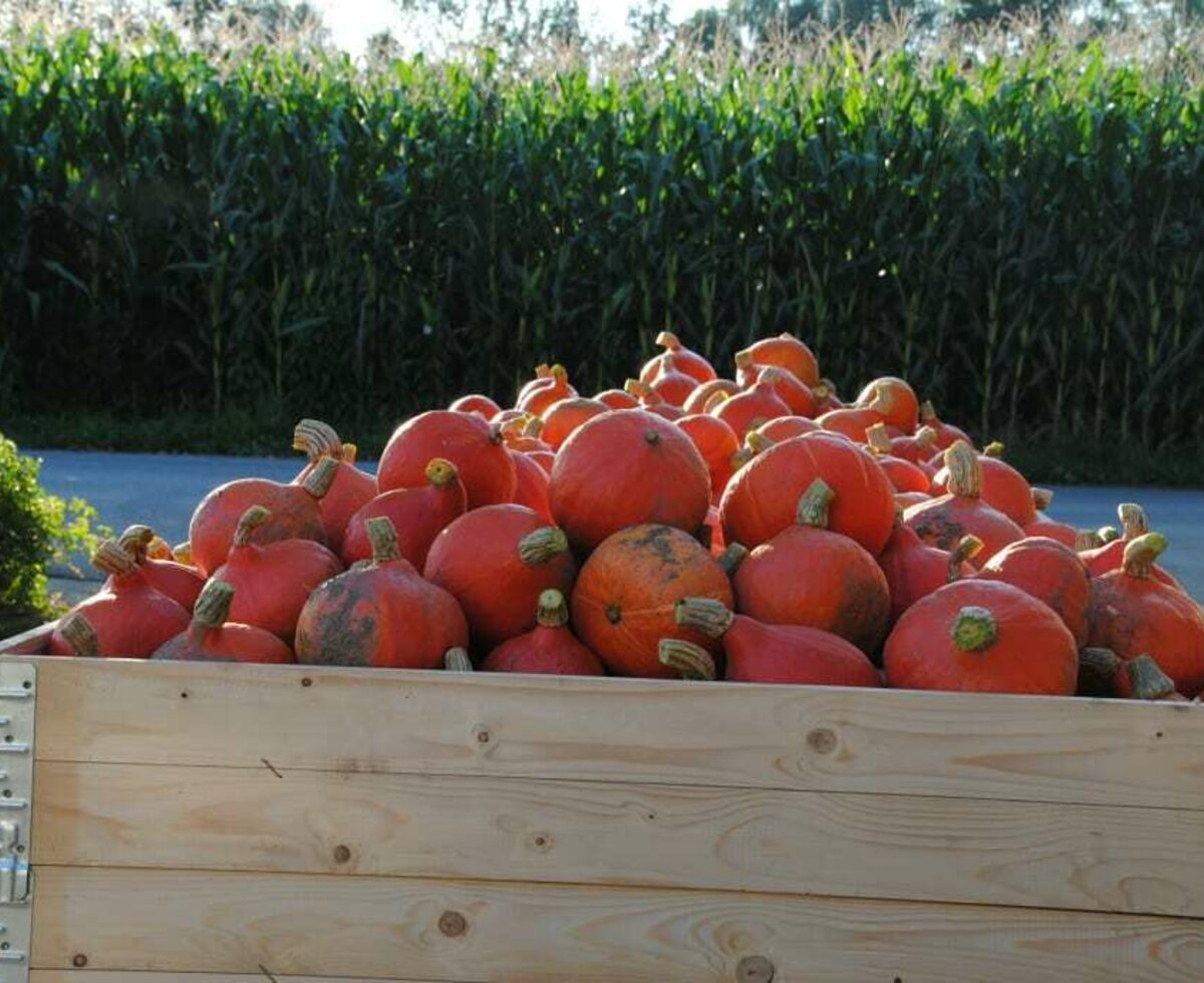 Pumpin Harvest