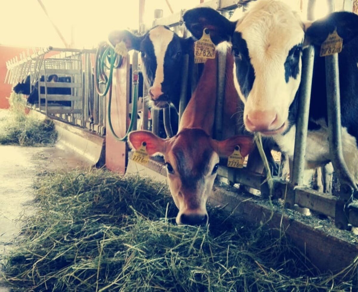 Experience farming up close - with our cows in the barn - on our Kopf holiday farm.