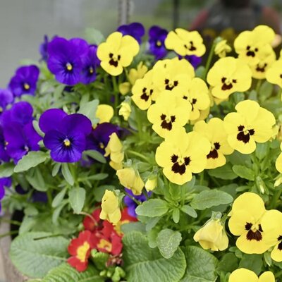 Flowers at the holiday farm on the Heidegg.