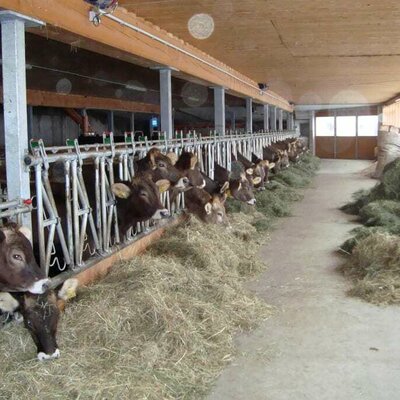 With our cows in the barn