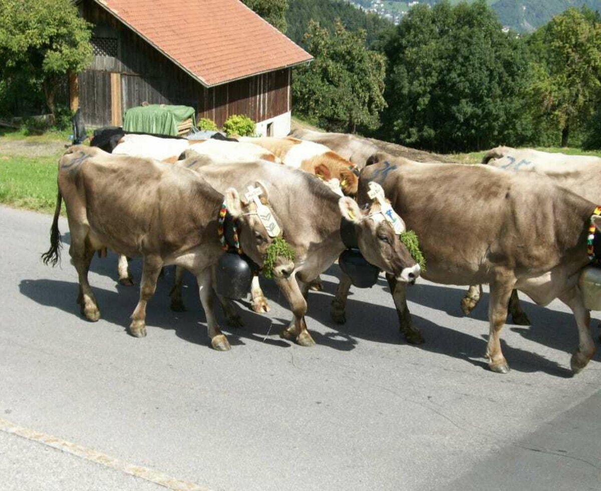 Cattle drive