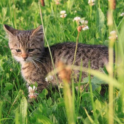 baby cat Karl