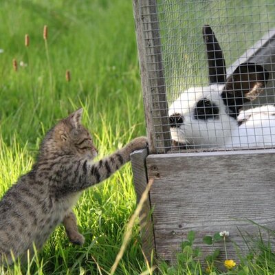 baby cat Karl visits rabbit Paula