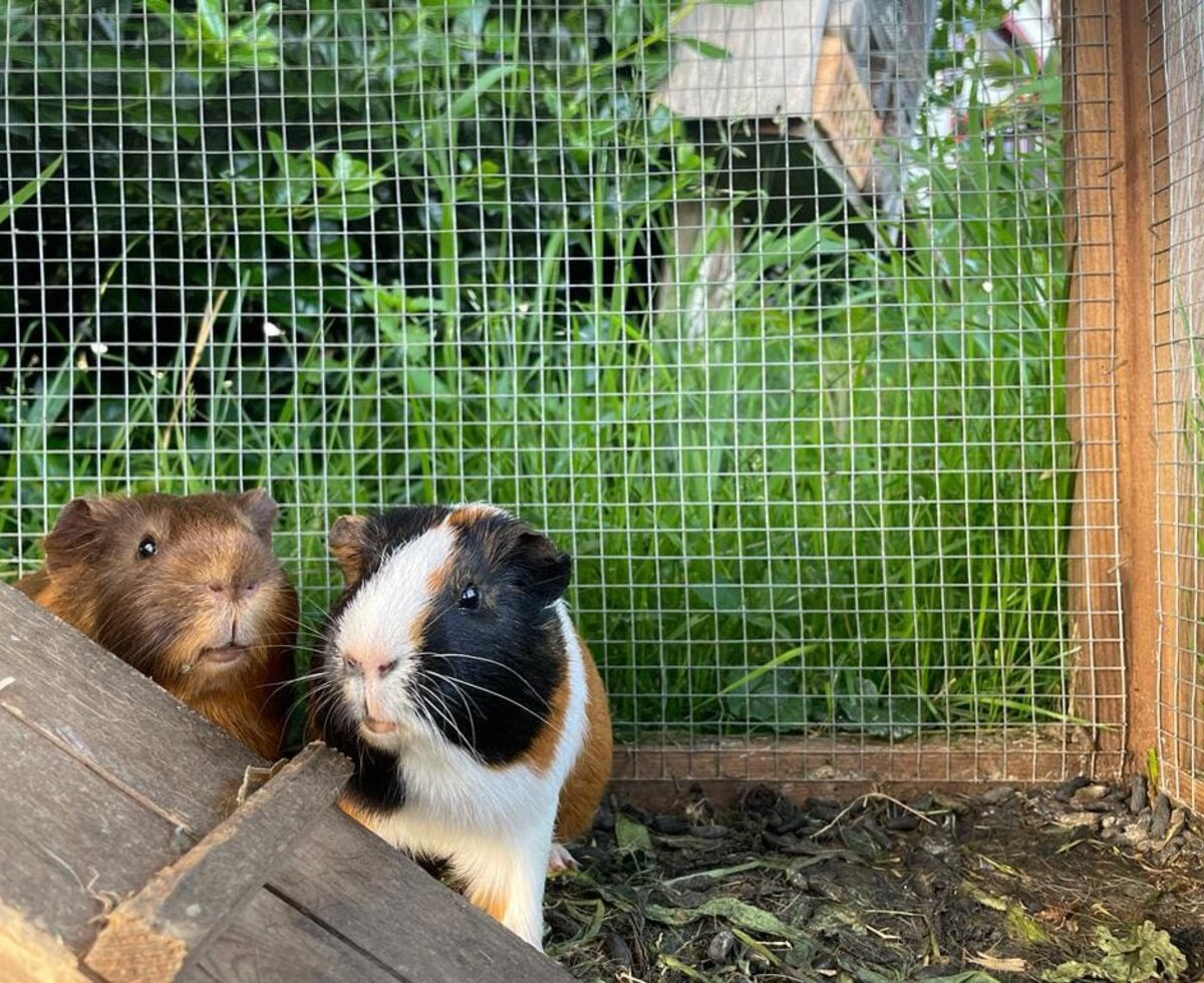 Guinea pig