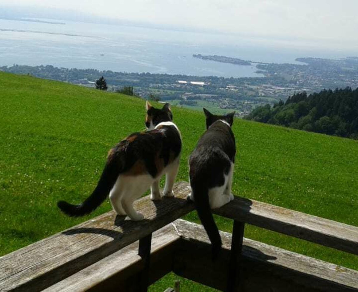 Even our cats love the magnificent view of Lake Constance.