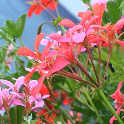 Flower greeting from the Sohlerhof balcony.