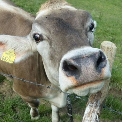 One of our farm cows from Sohlerhof on the pasture.