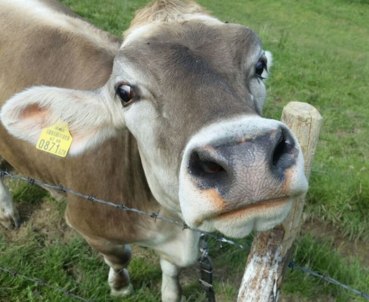 One of our farm cows from Sohlerhof on the pasture.