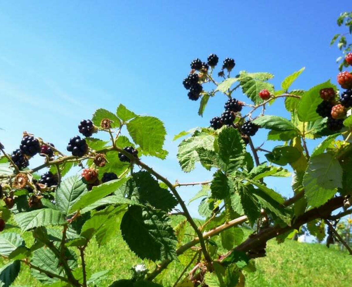 Delicious blackberries to pick yourself from hand to mouth.