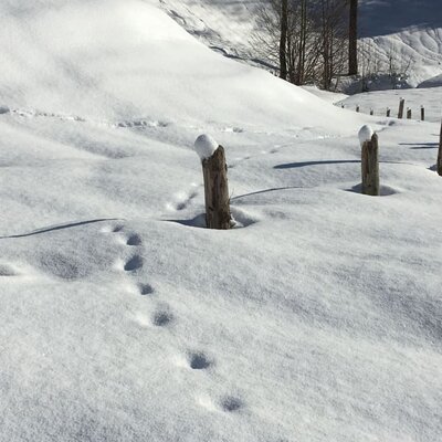 Tracks in the snow