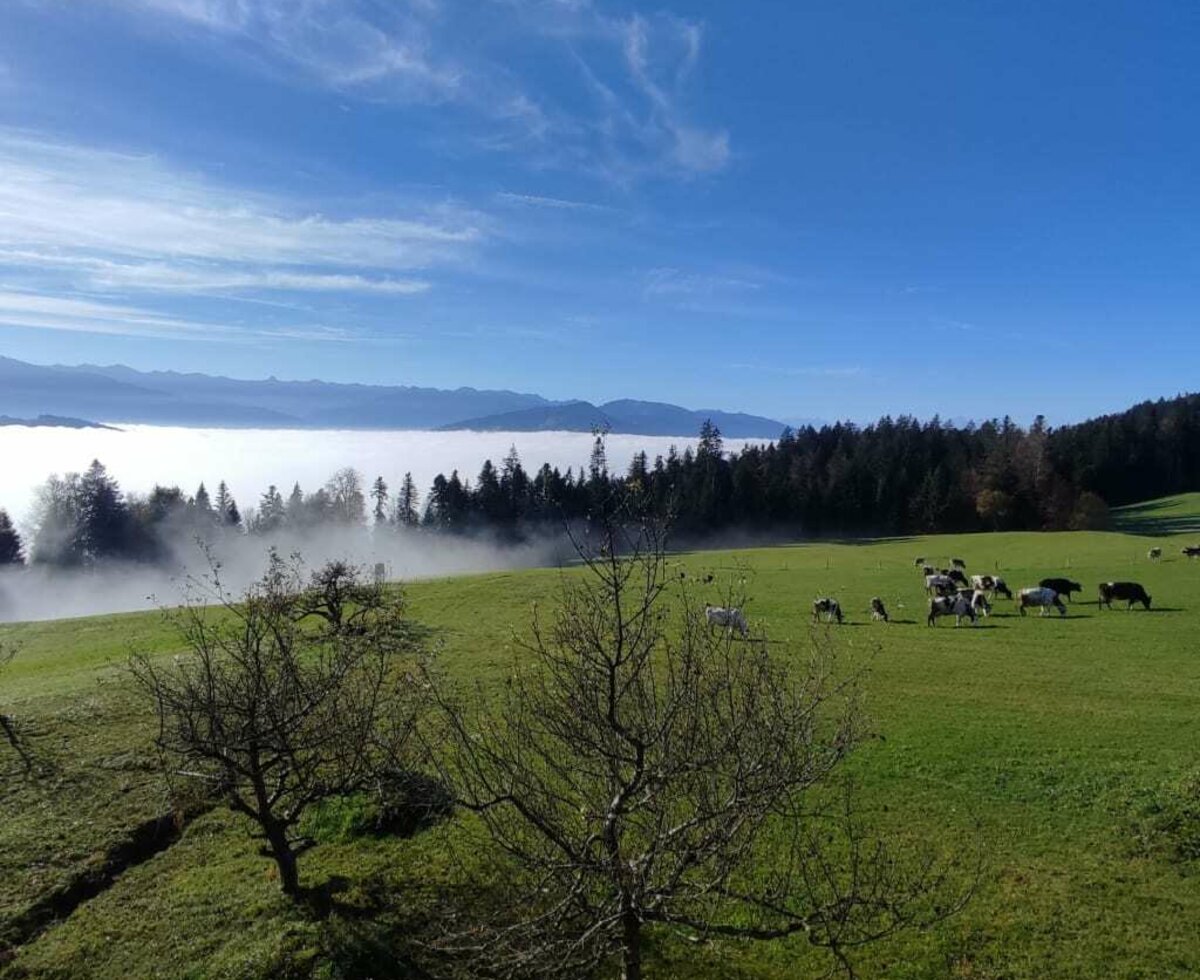 View of the sea of fog