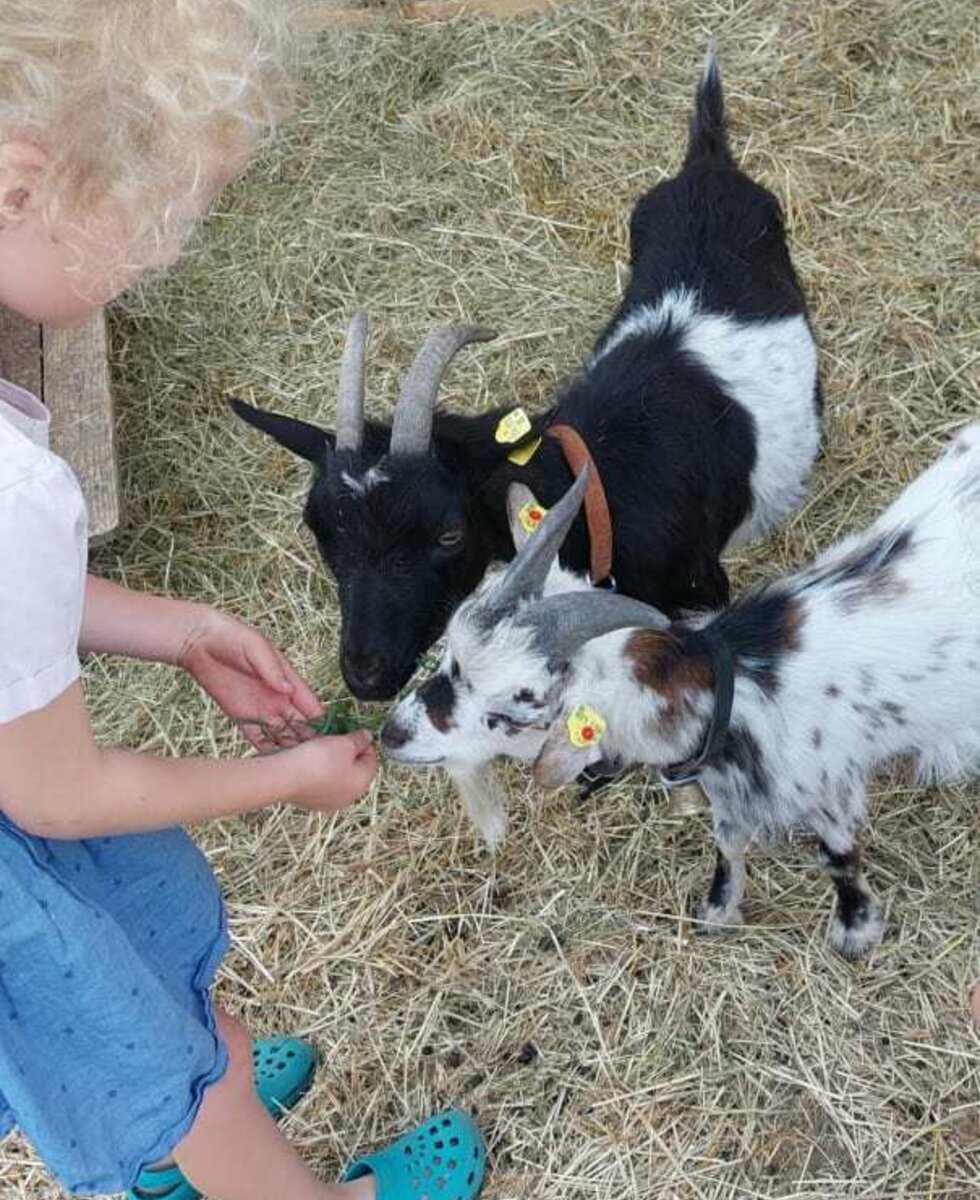 Ziegen Luna und Lolo